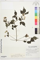 巴氏鐵線蓮藏品圖，第1張