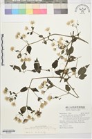 巴氏鐵線蓮藏品圖，第1張