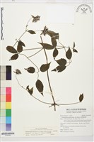 巴氏鐵線蓮藏品圖，第1張