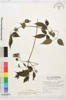 巴氏鐵線蓮藏品圖，第1張