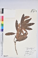 玉山杜鵑藏品圖，第1張