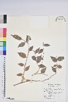 珍珠花、長尾葉越橘藏品圖，第1張