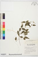 臺灣鐵線蓮藏品圖，第1張