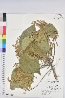 血桐藏品圖，第1張