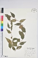 白珠樹藏品圖，第1張