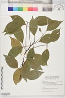牛樟藏品圖，第1張