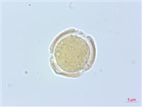 梨山小蓑衣藤藏品圖，第1張