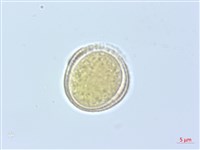 梨山小蓑衣藤藏品圖，第2張