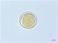 梨山小蓑衣藤藏品圖，第3張