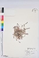 千根草藏品圖，第1張