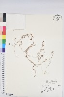 登錄號:S189335藏品圖，第1張