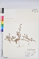 新竹地錦藏品圖，第1張