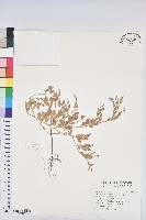 假葉下珠藏品圖，第1張