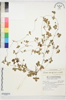 登錄號:S189484藏品圖，第1張