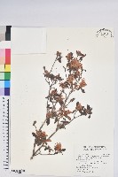 台灣高山杜鵑藏品圖，第1張