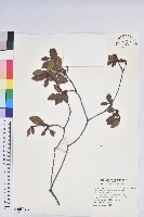 金毛杜鵑藏品圖，第1張