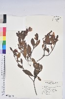 金毛杜鵑藏品圖，第1張