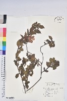 金毛杜鵑藏品圖，第1張