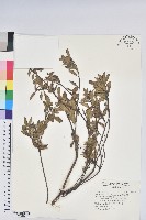 紅毛杜鵑藏品圖，第1張