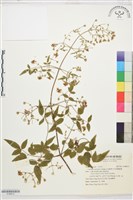 柱果鐵線蓮藏品圖，第1張