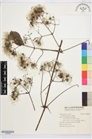 串鼻龍藏品圖，第1張