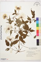 小木通藏品圖，第1張