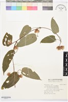 亨利氏鐵線蓮藏品圖，第1張