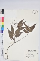 鞍馬山越橘藏品圖，第1張