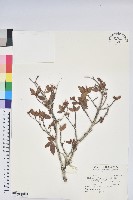 紅毛杜鵑藏品圖，第1張