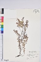 高山白珠樹藏品圖，第1張