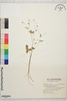 傅氏唐松草藏品圖，第1張