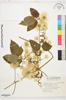 麥氏鐵線蓮藏品圖，第1張
