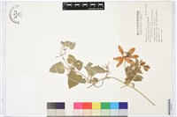 屏東鐵線蓮藏品圖，第1張