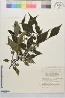 曲莖馬藍藏品圖，第1張