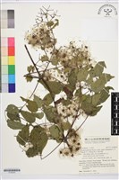 梨山小蓑衣藤藏品圖，第1張