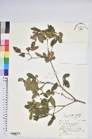 登錄號:S190257藏品圖，第1張