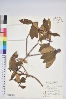 登錄號:S190268藏品圖，第1張