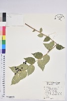 白珠樹藏品圖，第1張