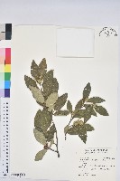 登錄號:S190272藏品圖，第1張