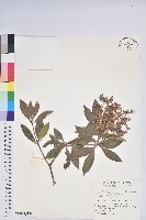 臺灣馬醉木藏品圖，第1張