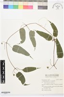 亨利氏鐵線蓮藏品圖，第1張