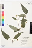 亨利氏鐵線蓮藏品圖，第1張