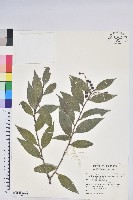 珍珠花、長尾葉越橘藏品圖，第1張