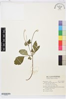 小白頭翁、野棉花藏品圖，第1張