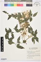 梨山小蓑衣藤藏品圖，第1張