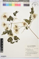 小木通藏品圖，第1張