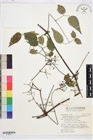 梨山小蓑衣藤藏品圖，第1張