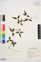 臺灣鐵線蓮藏品圖，第1張