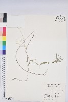 華南大戟藏品圖，第1張