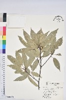 青剛櫟、鐵椆藏品圖，第1張